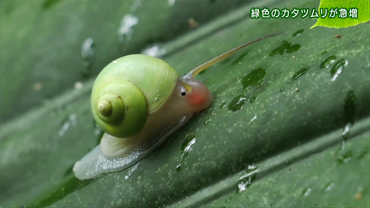 リュウキュウの自然　緑色のかたつむりが急増