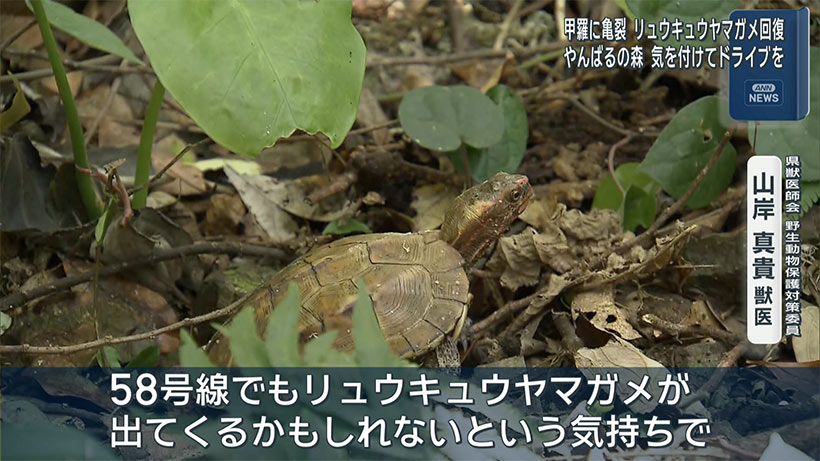 治療後のリュウキュウヤマガメが野生復帰へ