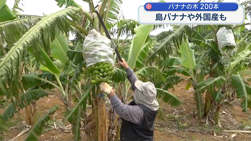 宮古島 バナナの実が膨らむ