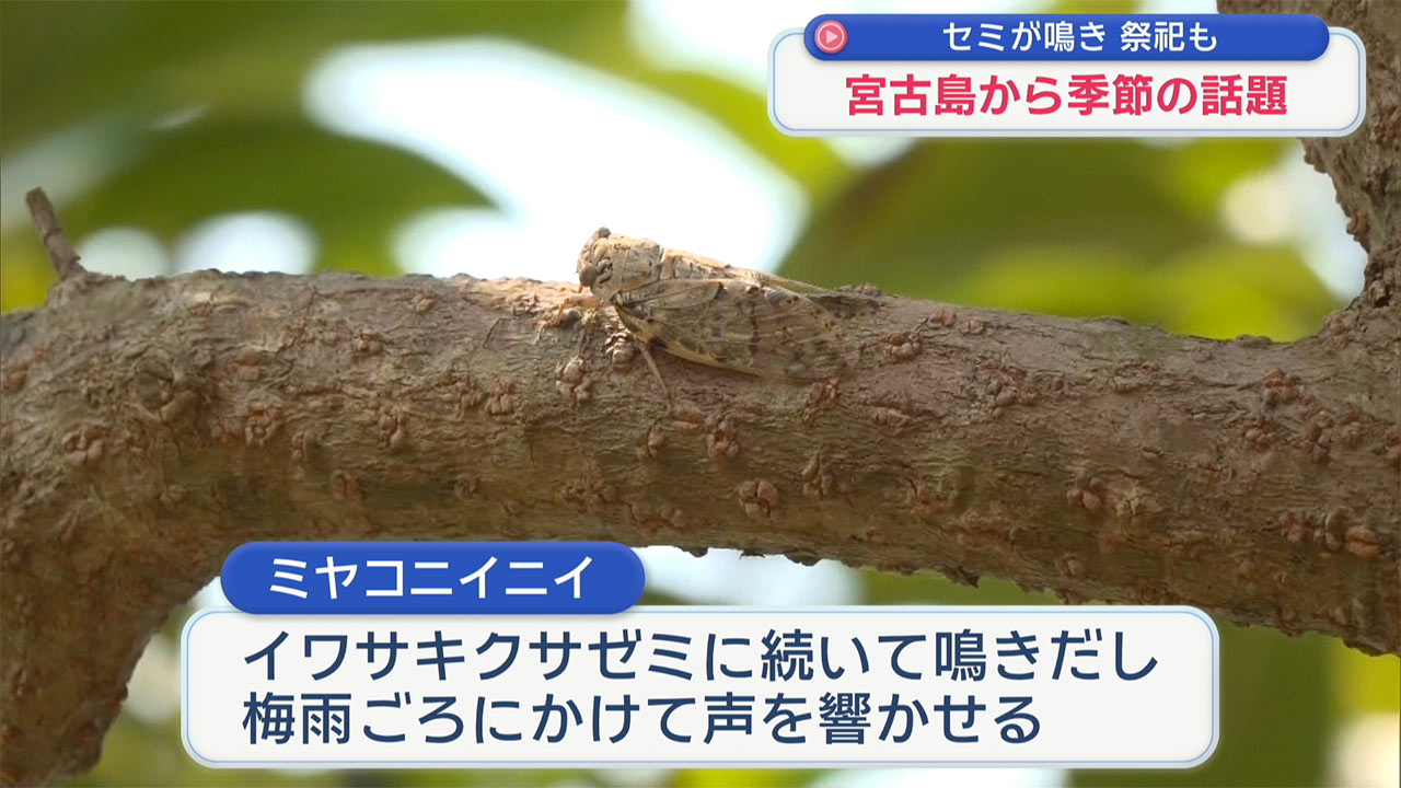 伊良部島でミヤコニイニイ鳴きだす