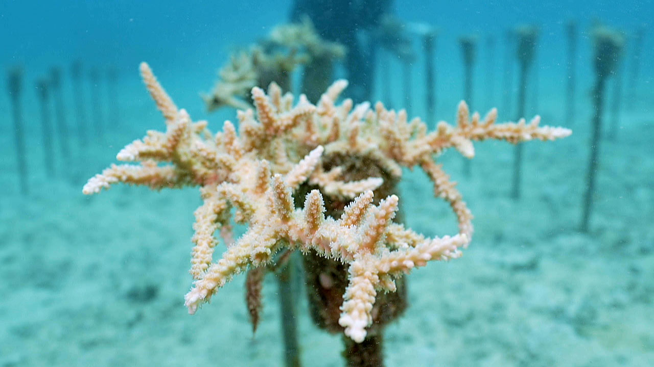 楽園の海　海の中の２つの畑