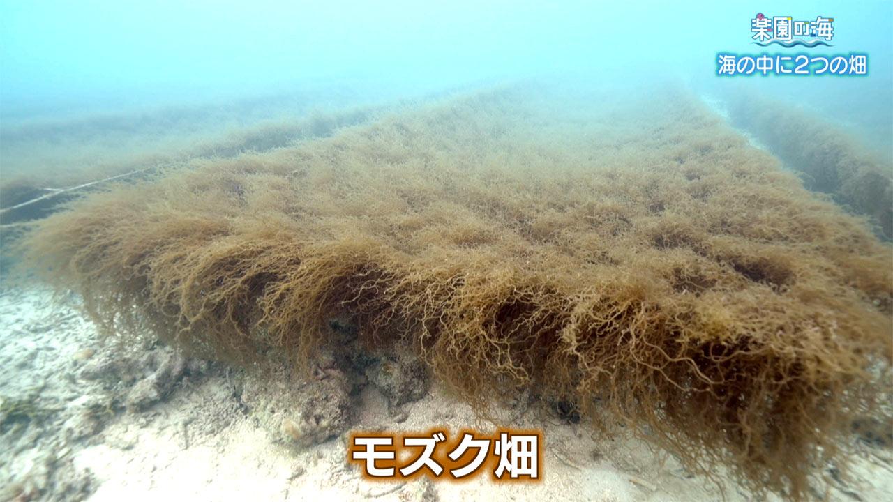 楽園の海　海の中の２つの畑