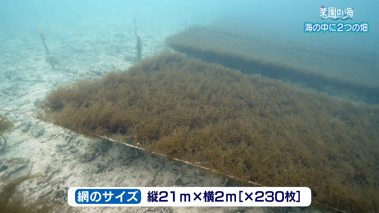 楽園の海　海の中の２つの畑
