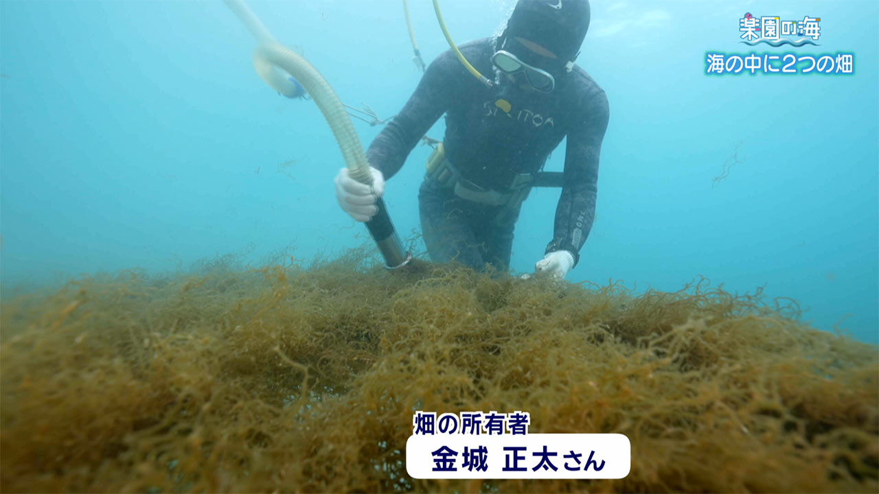 楽園の海　海の中の２つの畑