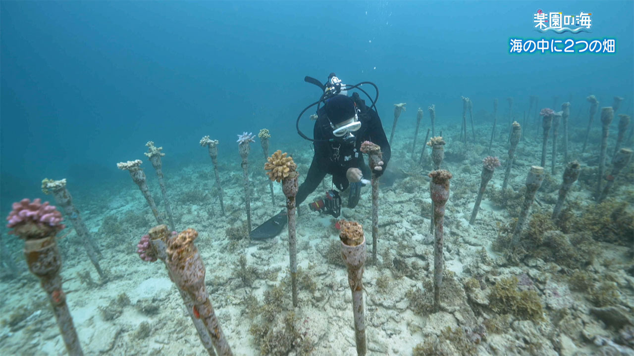 楽園の海　海の中の２つの畑