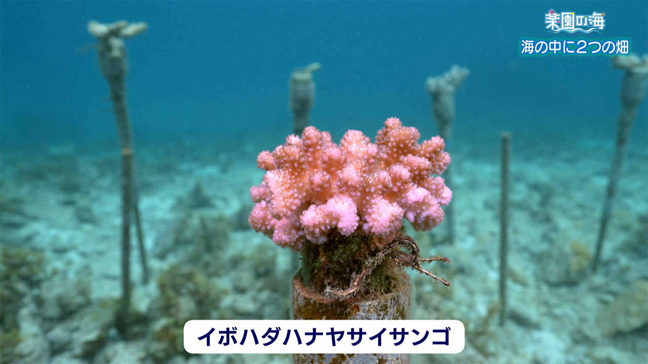 楽園の海　海の中の２つの畑