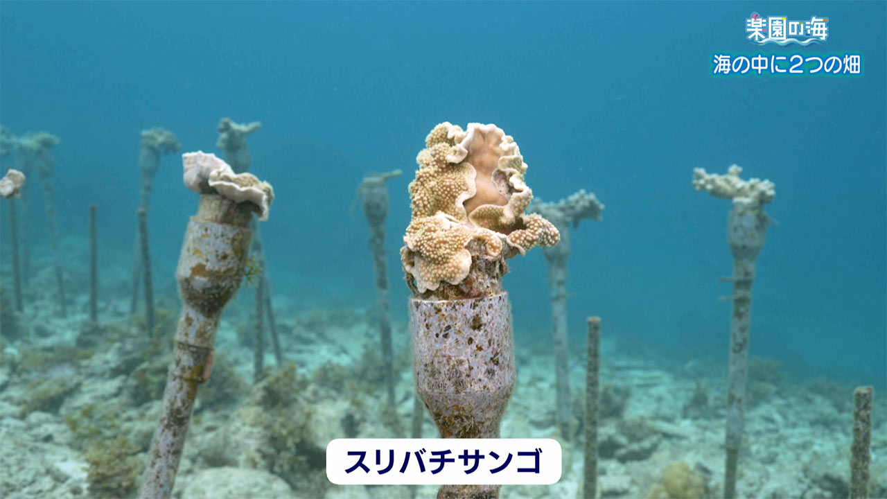 楽園の海　海の中の２つの畑