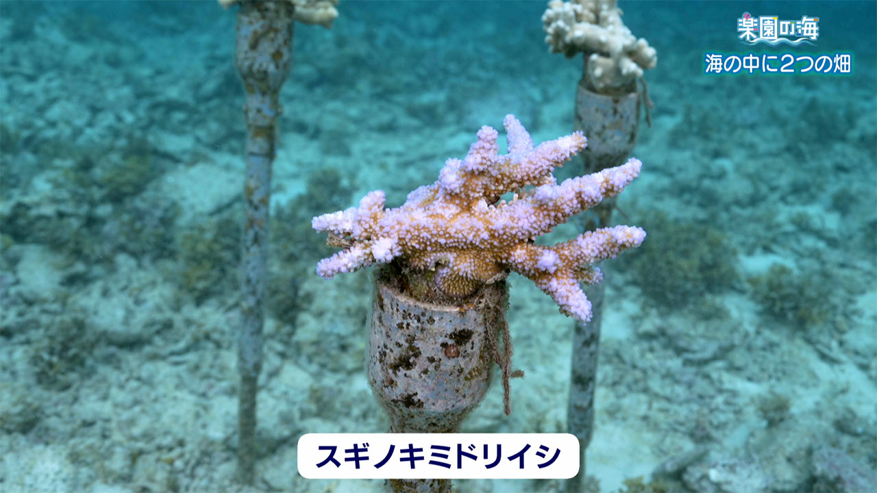 楽園の海　海の中の２つの畑