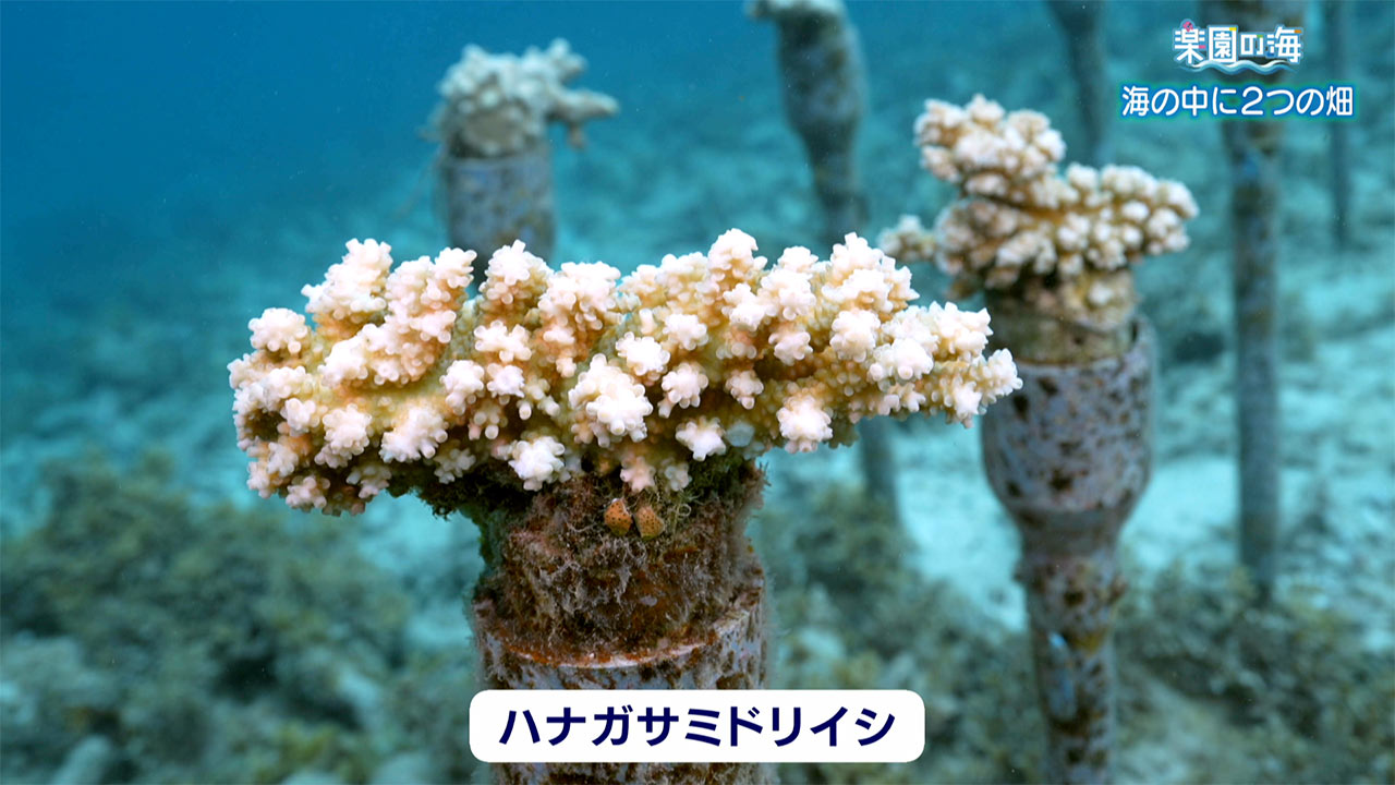 楽園の海　海の中の２つの畑