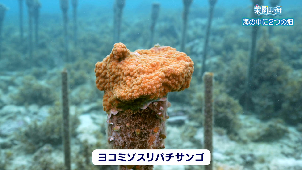 楽園の海　海の中の２つの畑