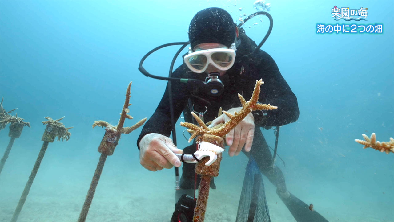 楽園の海　海の中の２つの畑