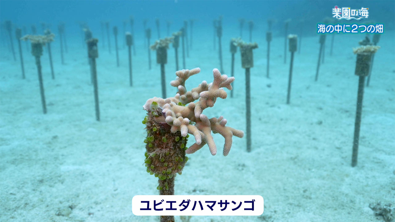 楽園の海　海の中の２つの畑