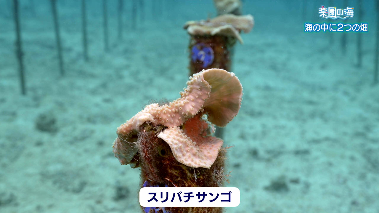 楽園の海　海の中の２つの畑