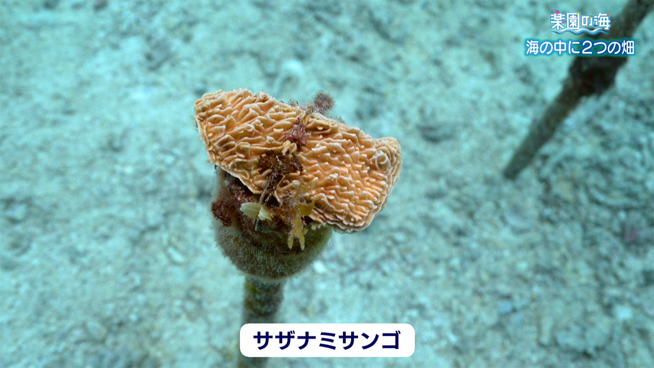 楽園の海　海の中の２つの畑