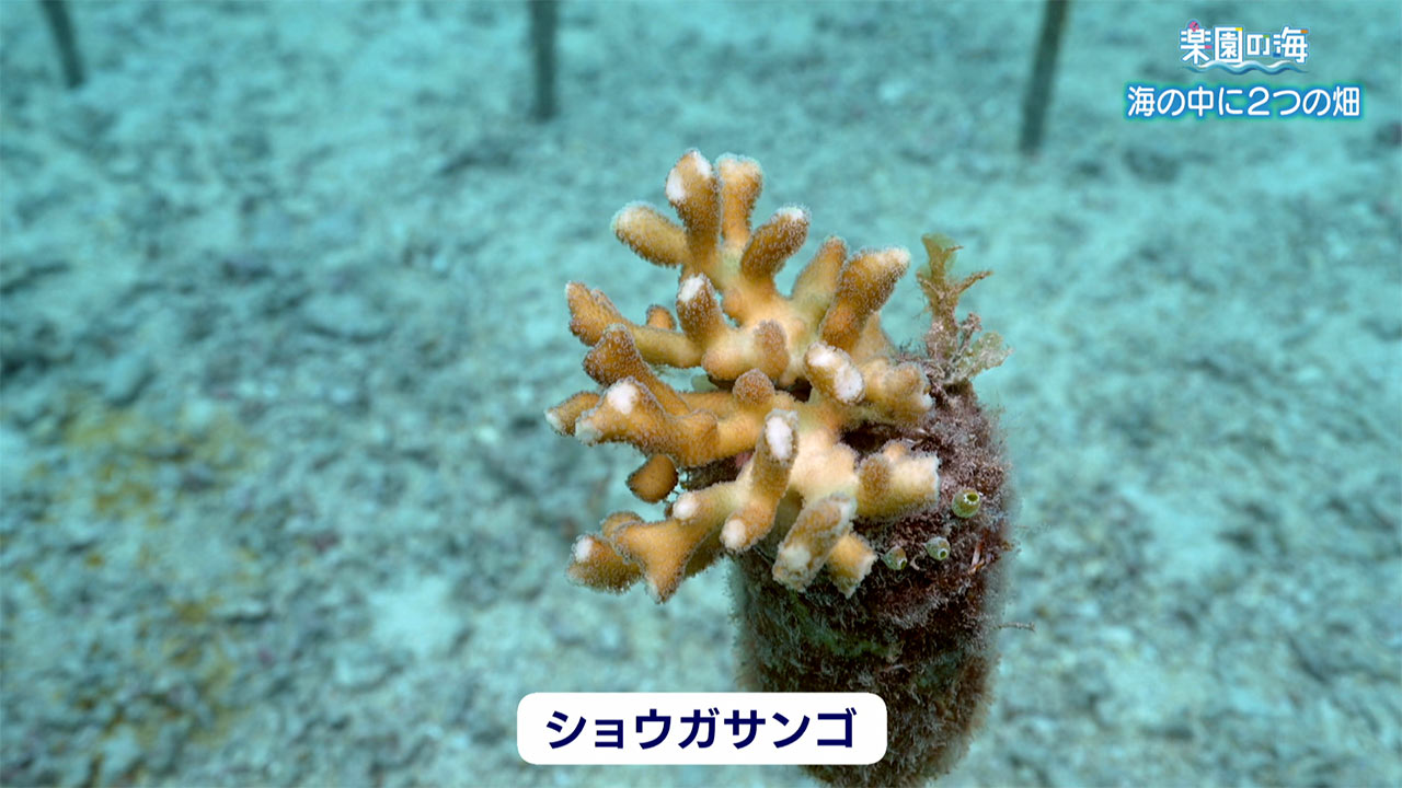 楽園の海　海の中の２つの畑