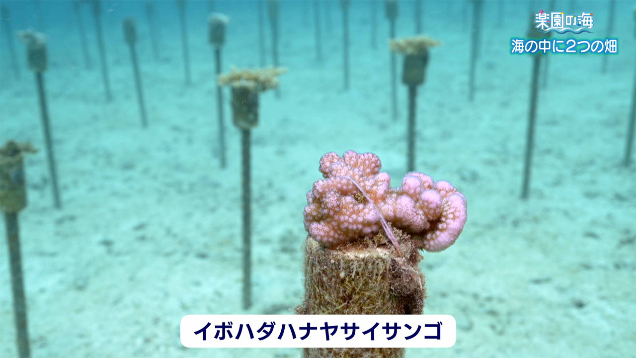 楽園の海　海の中の２つの畑