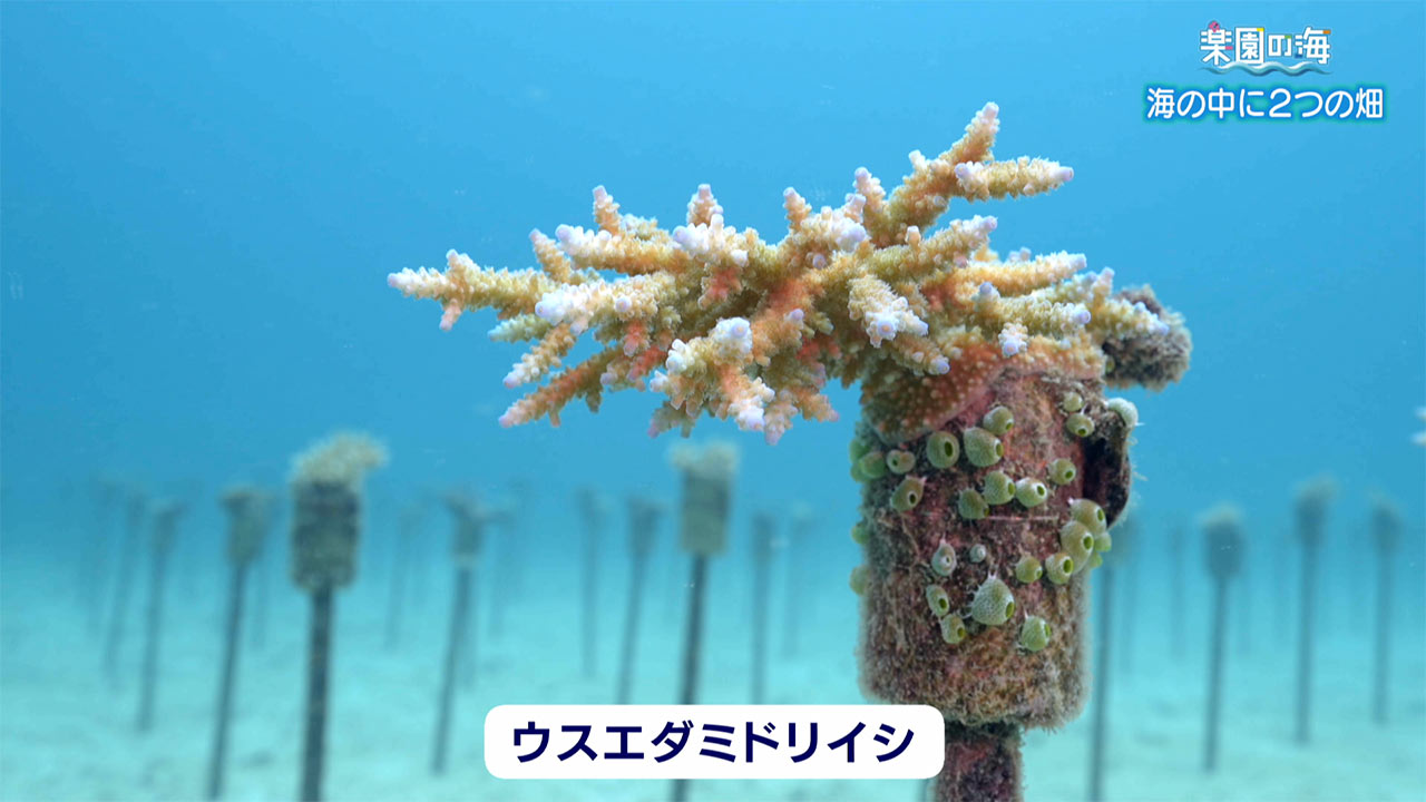 楽園の海　海の中の２つの畑