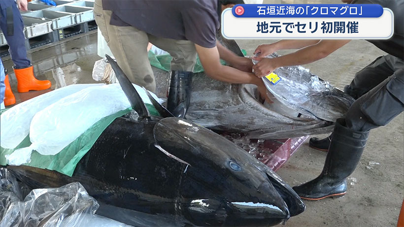 地元のクロマグロＰＲへ！八重山漁協が「春マグロ」を初セリ