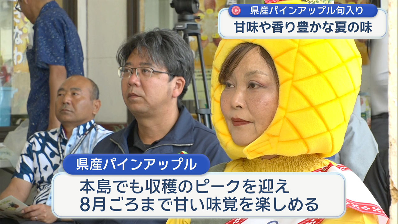 県産パインアップル旬入り