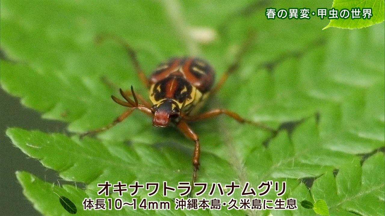 リュウキュウの自然「春の異変・甲虫の世界」