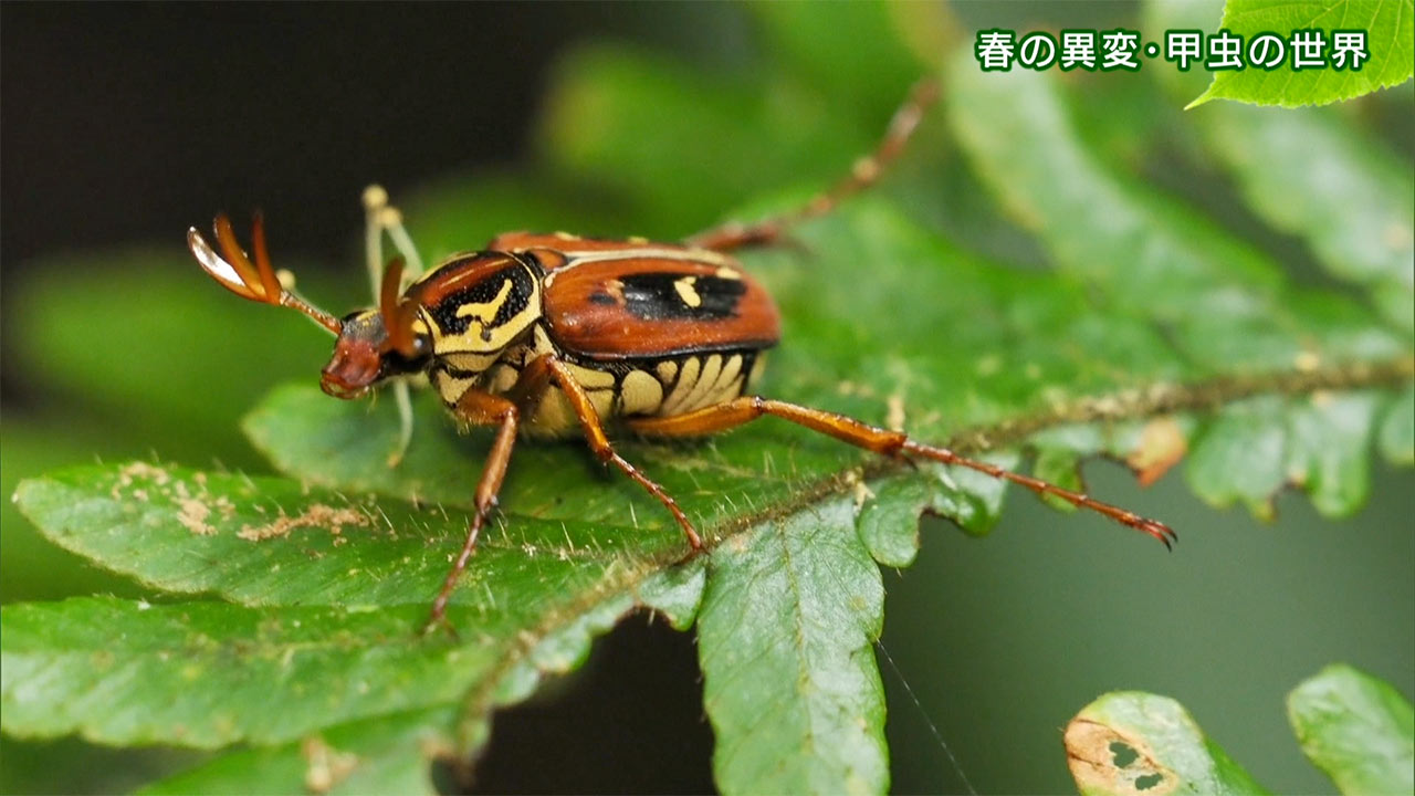 リュウキュウの自然「春の異変・甲虫の世界」