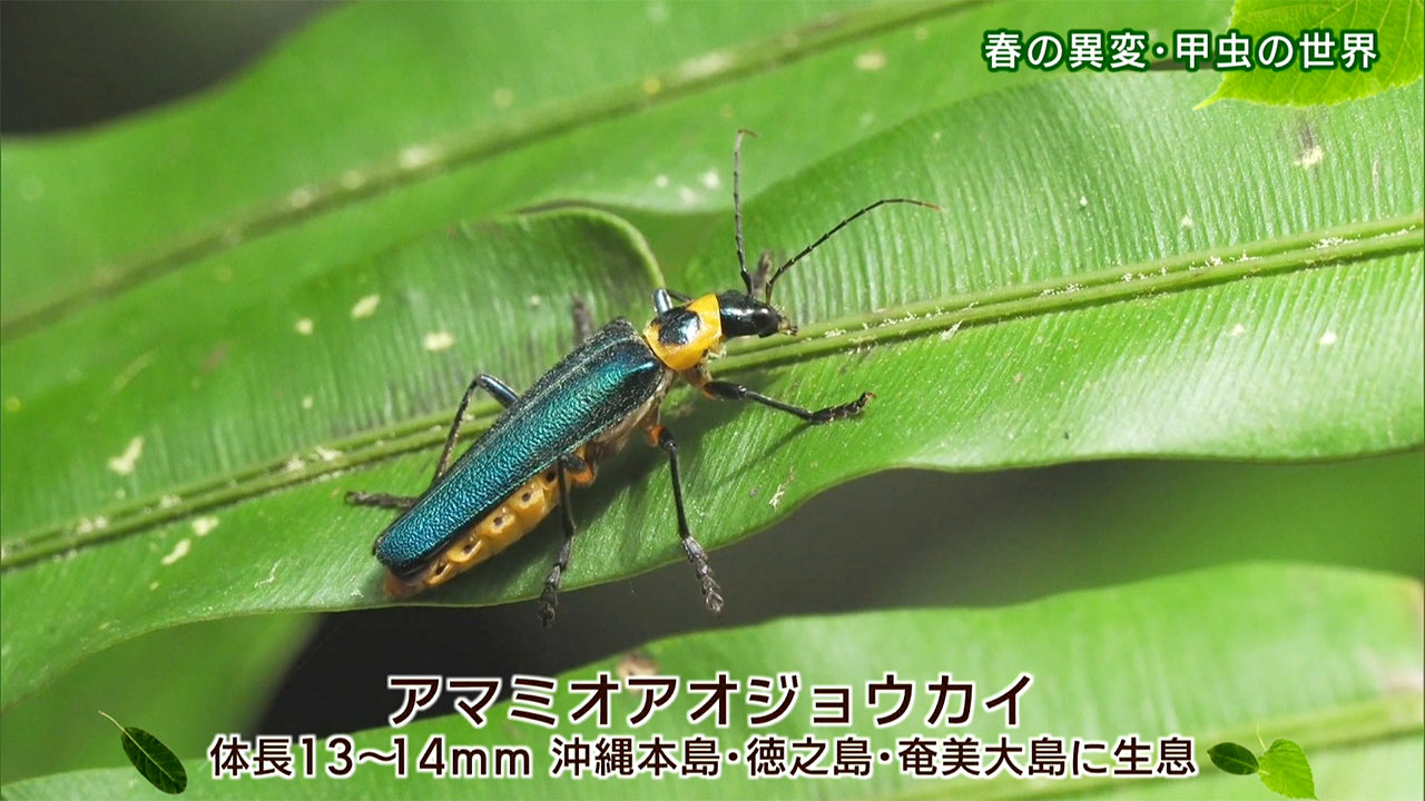 リュウキュウの自然「春の異変・甲虫の世界」