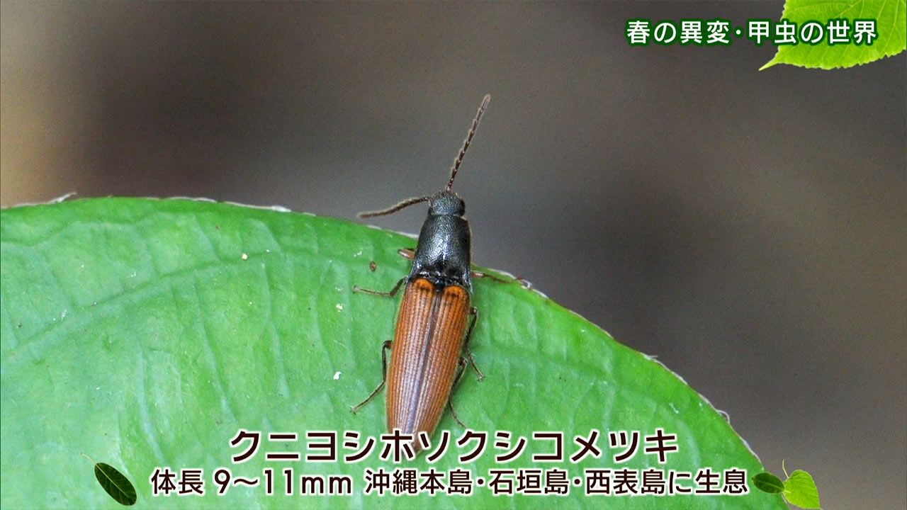 リュウキュウの自然「春の異変・甲虫の世界」