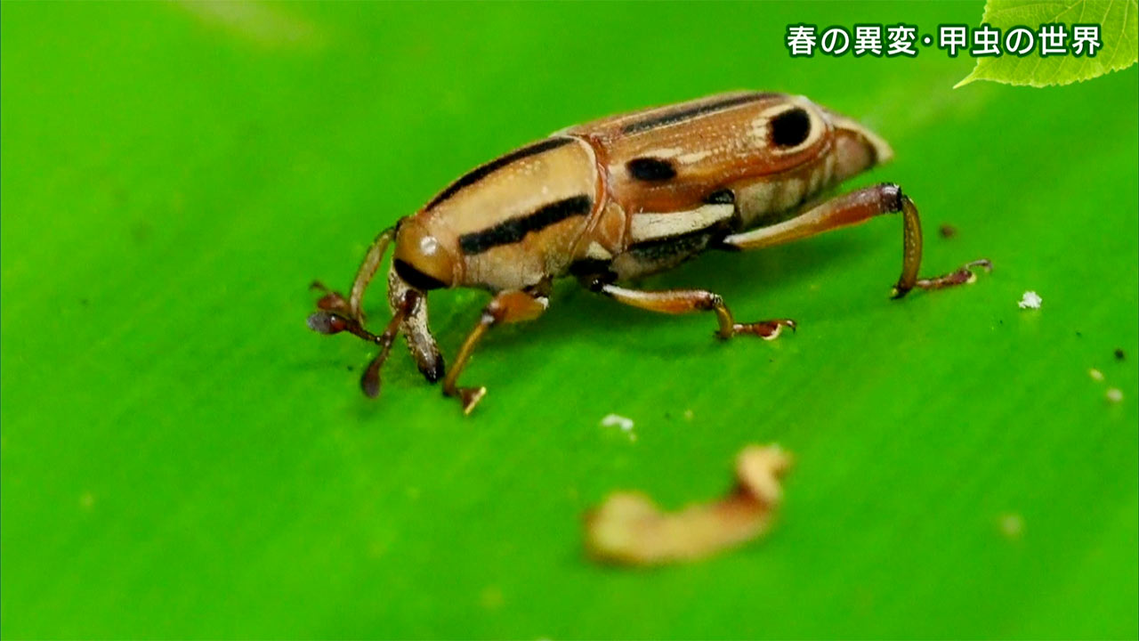 リュウキュウの自然「春の異変・甲虫の世界」