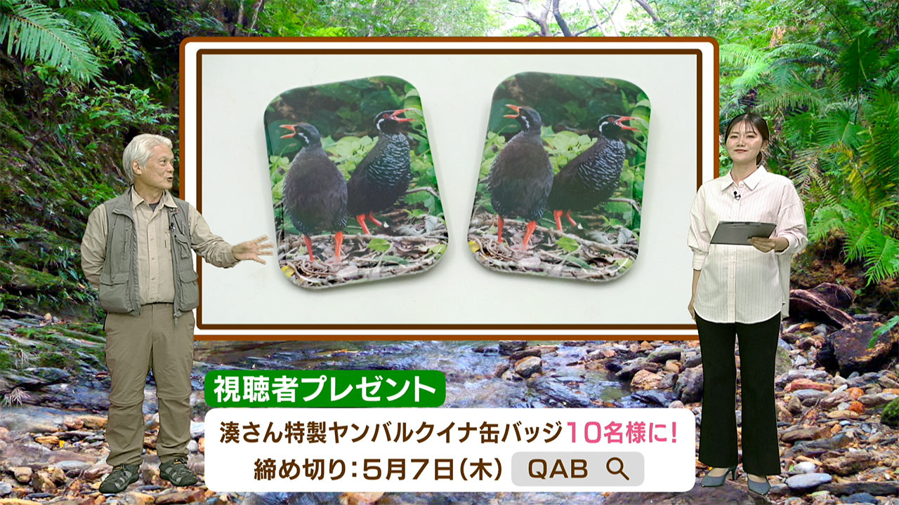 リュウキュウの自然「春の異変・甲虫の世界」