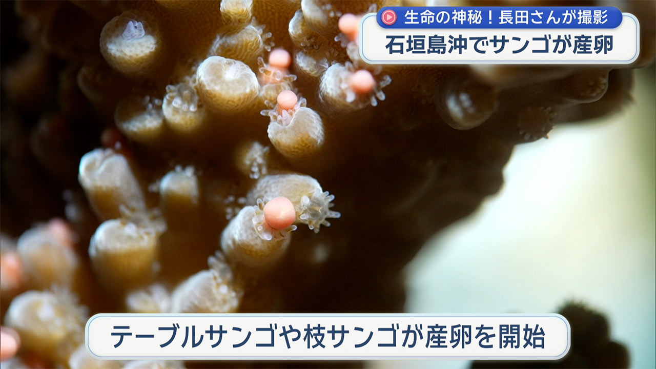 石垣島伊原間沖「サンゴの産卵」