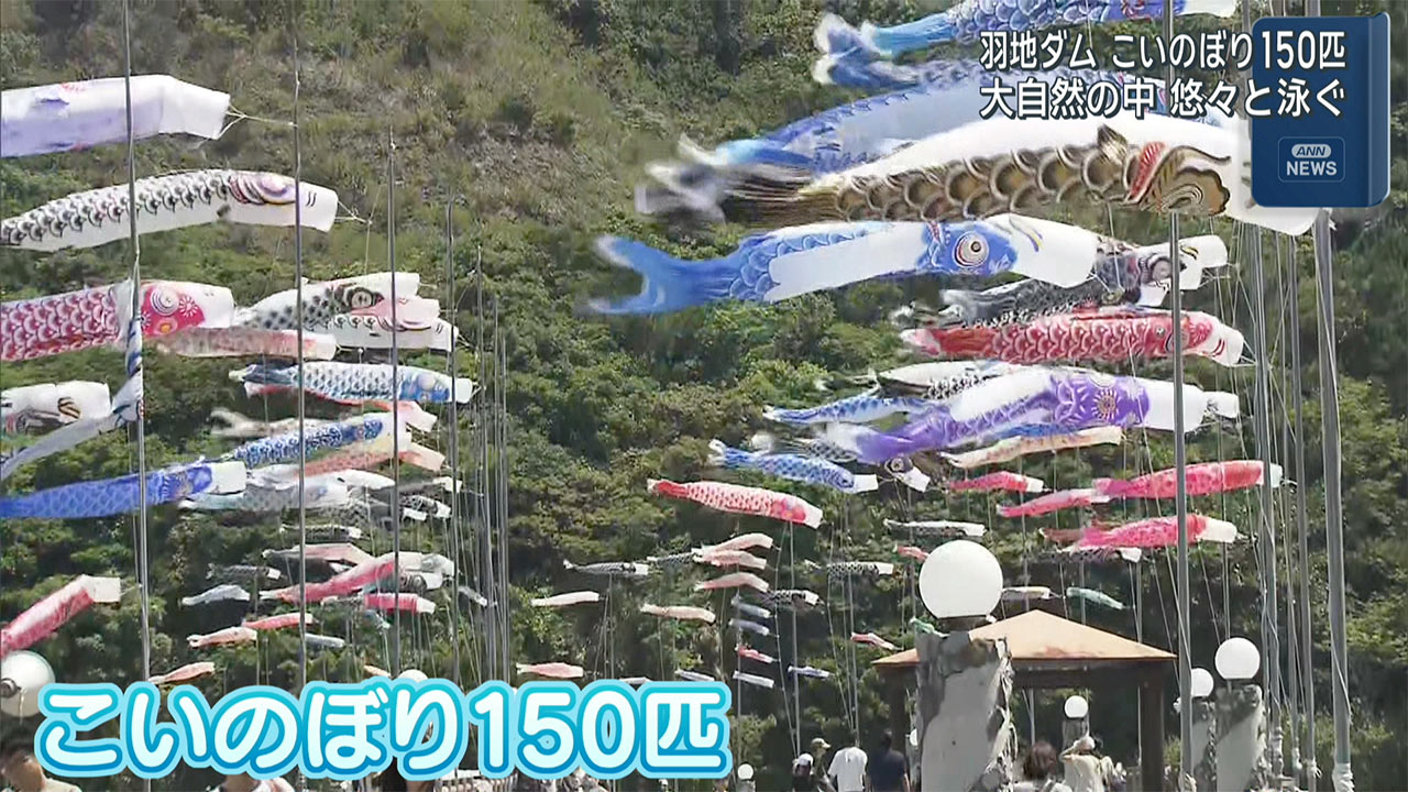 １５０匹が悠々と大空を泳ぐ　羽地ダム「鯉のぼり祭り」