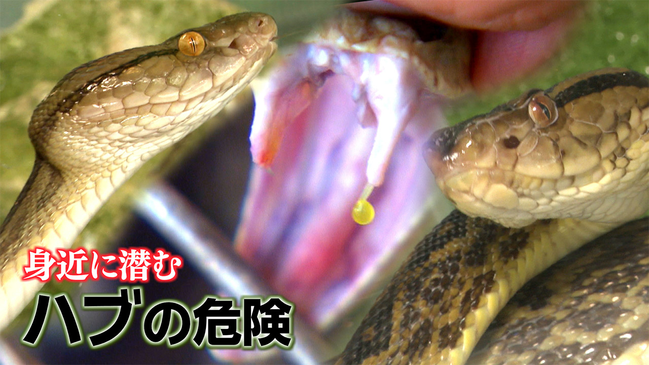 県がハブ咬症注意報を発表　去年の被害は４７件