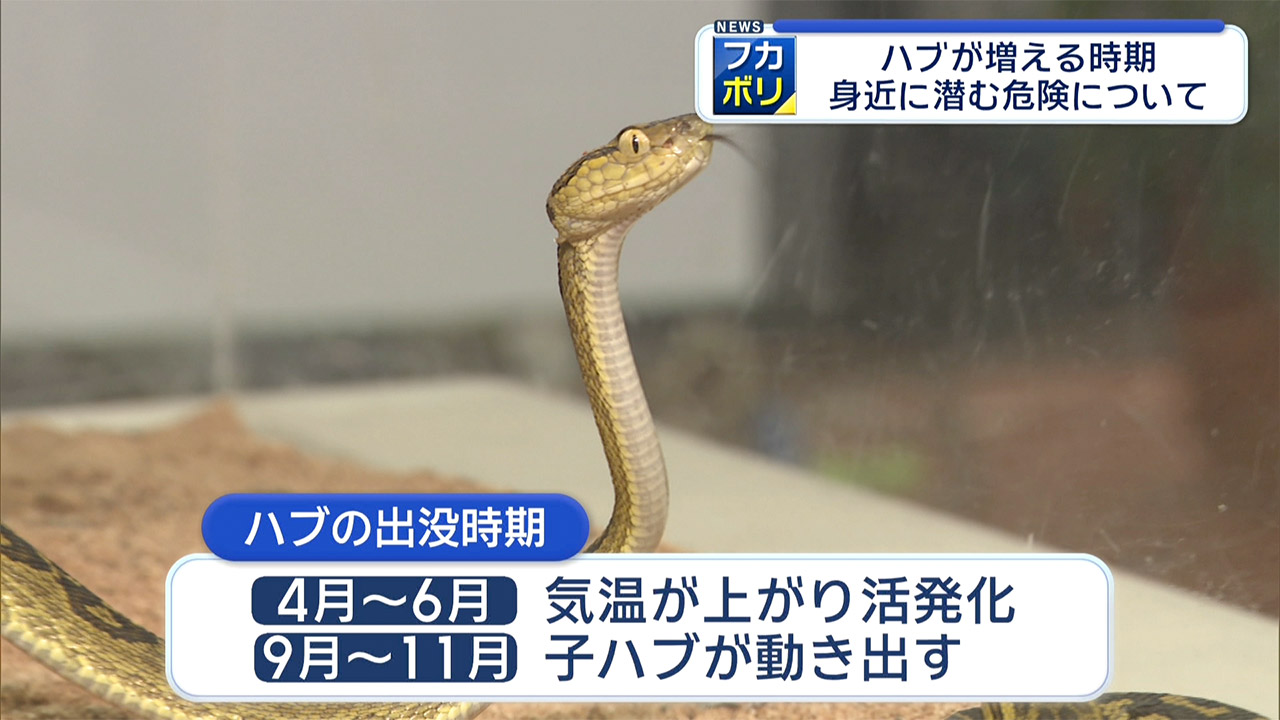 県がハブ咬症注意報を発表　去年の被害は４７件