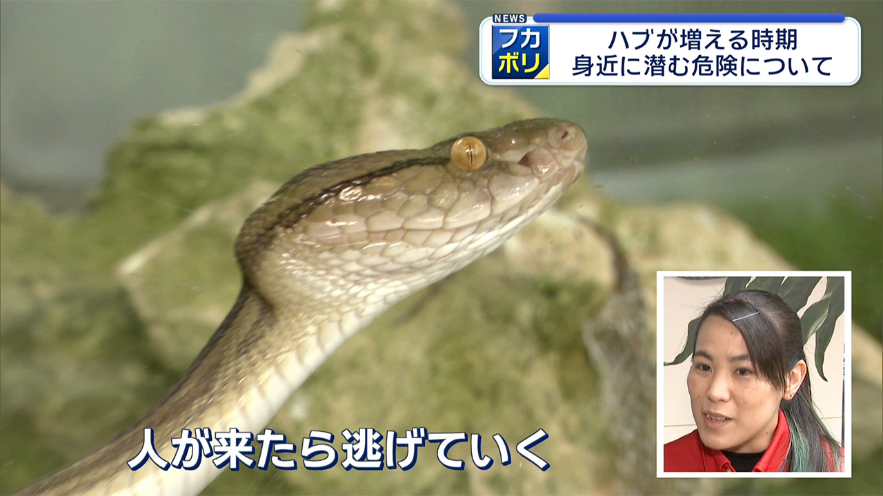県がハブ咬症注意報を発表　去年の被害は４７件
