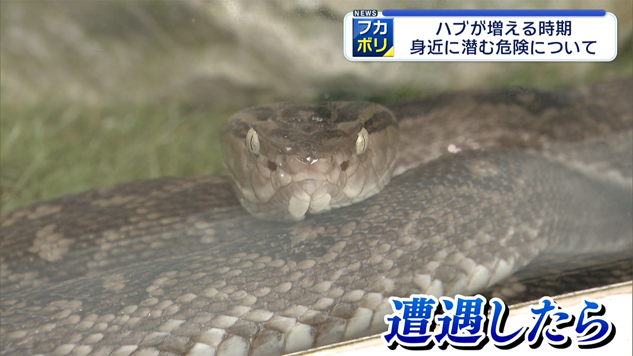 県がハブ咬症注意報を発表　去年の被害は４７件
