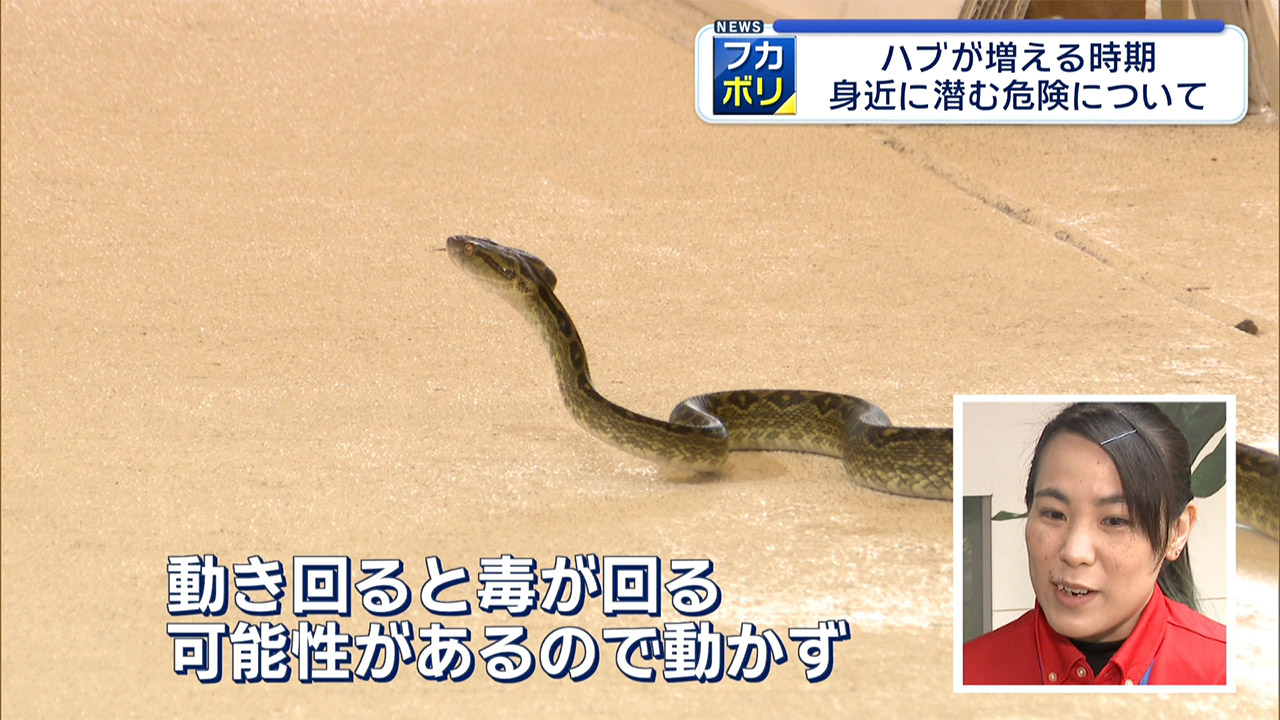県がハブ咬症注意報を発表　去年の被害は４７件