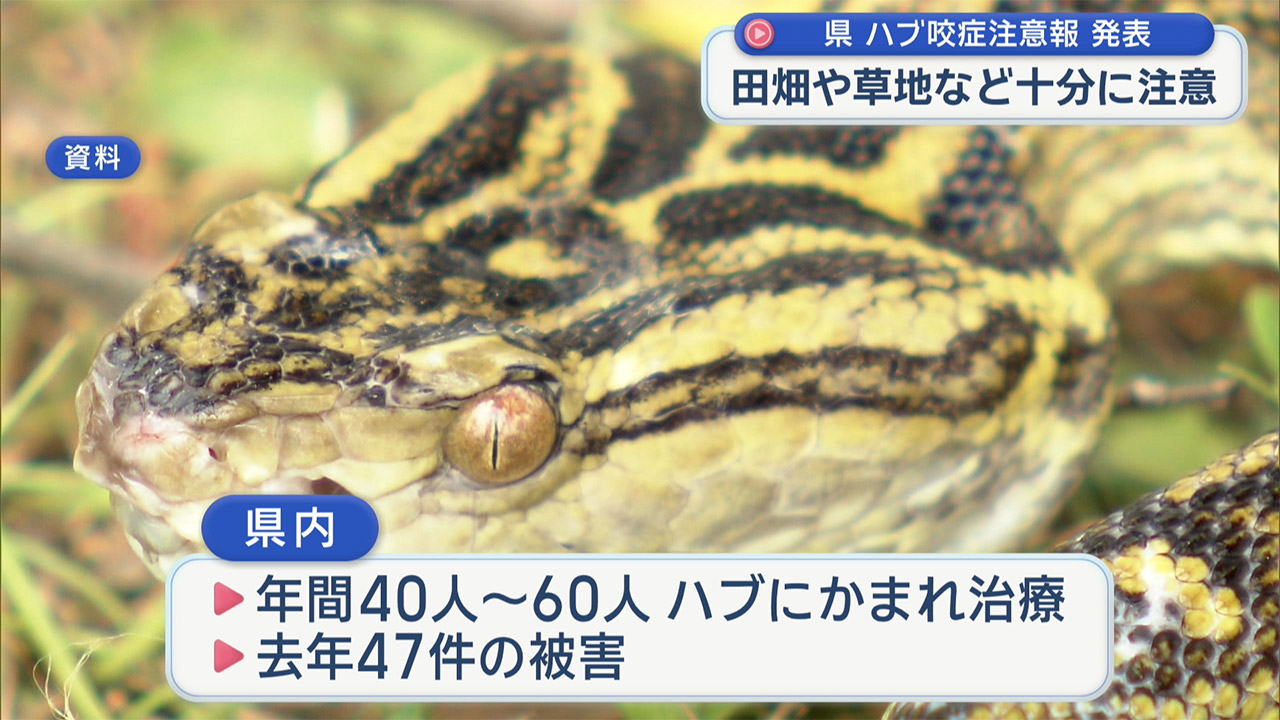 県がハブ咬症注意報を発表　去年の被害は４７件