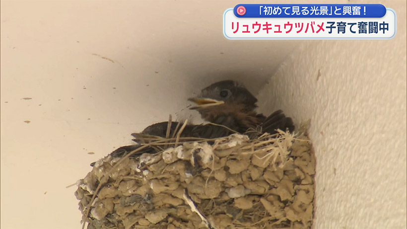 名護市の公民館の軒先で子育てに励む リュウキュウツバメ！