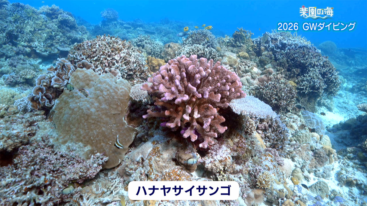 楽園の海　2026 GWダイビング