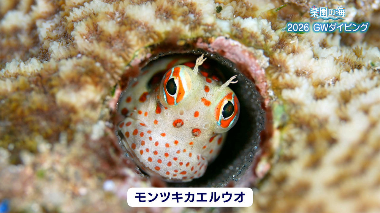 楽園の海　2026 GWダイビング