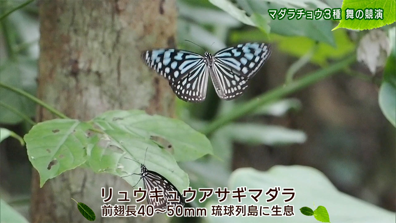 リュウキュウの自然　マダラチョウ３種 舞の競演
