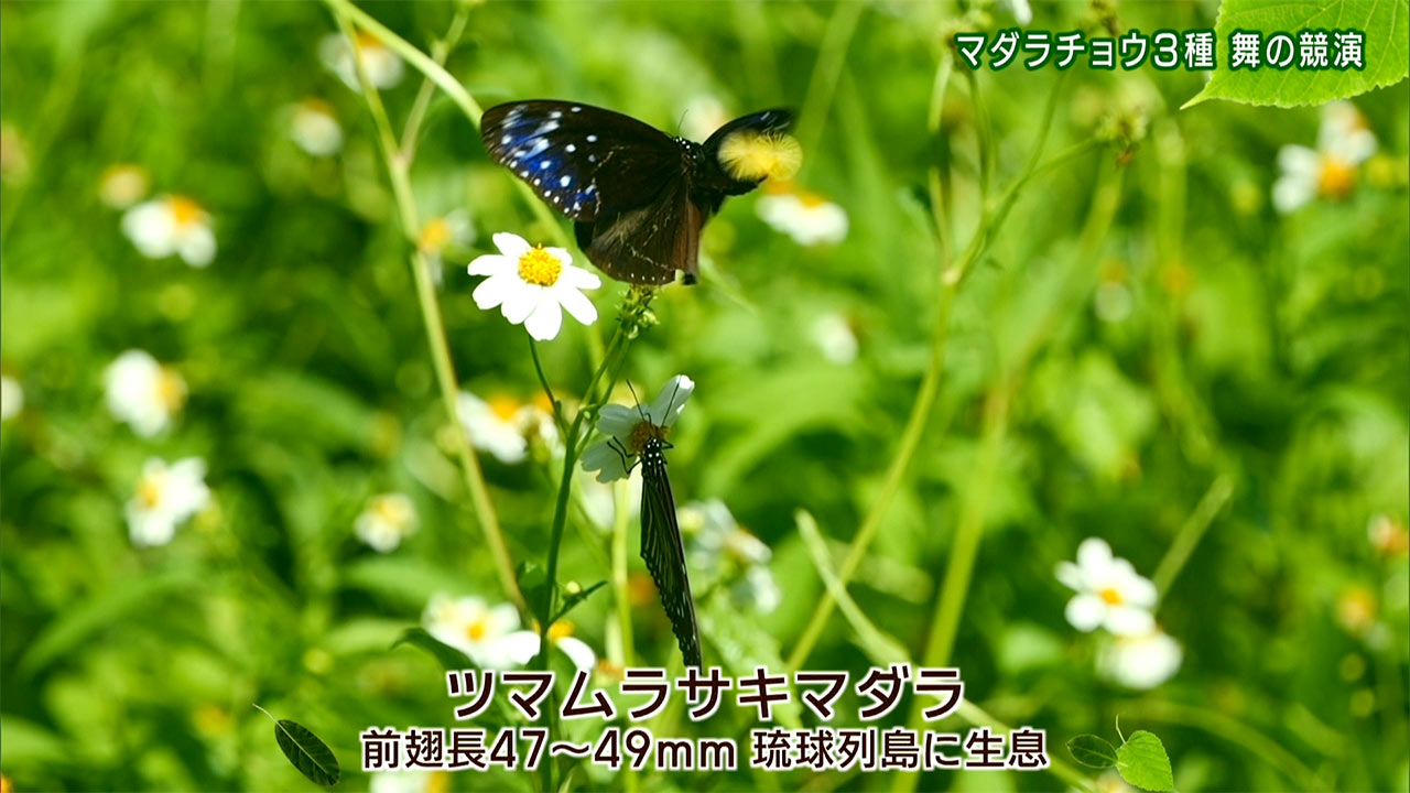 リュウキュウの自然　マダラチョウ３種 舞の競演