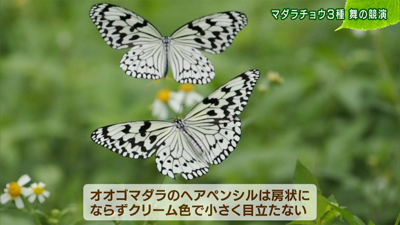 リュウキュウの自然　マダラチョウ３種 舞の競演