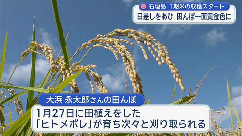 石垣島 １期米収穫スタート