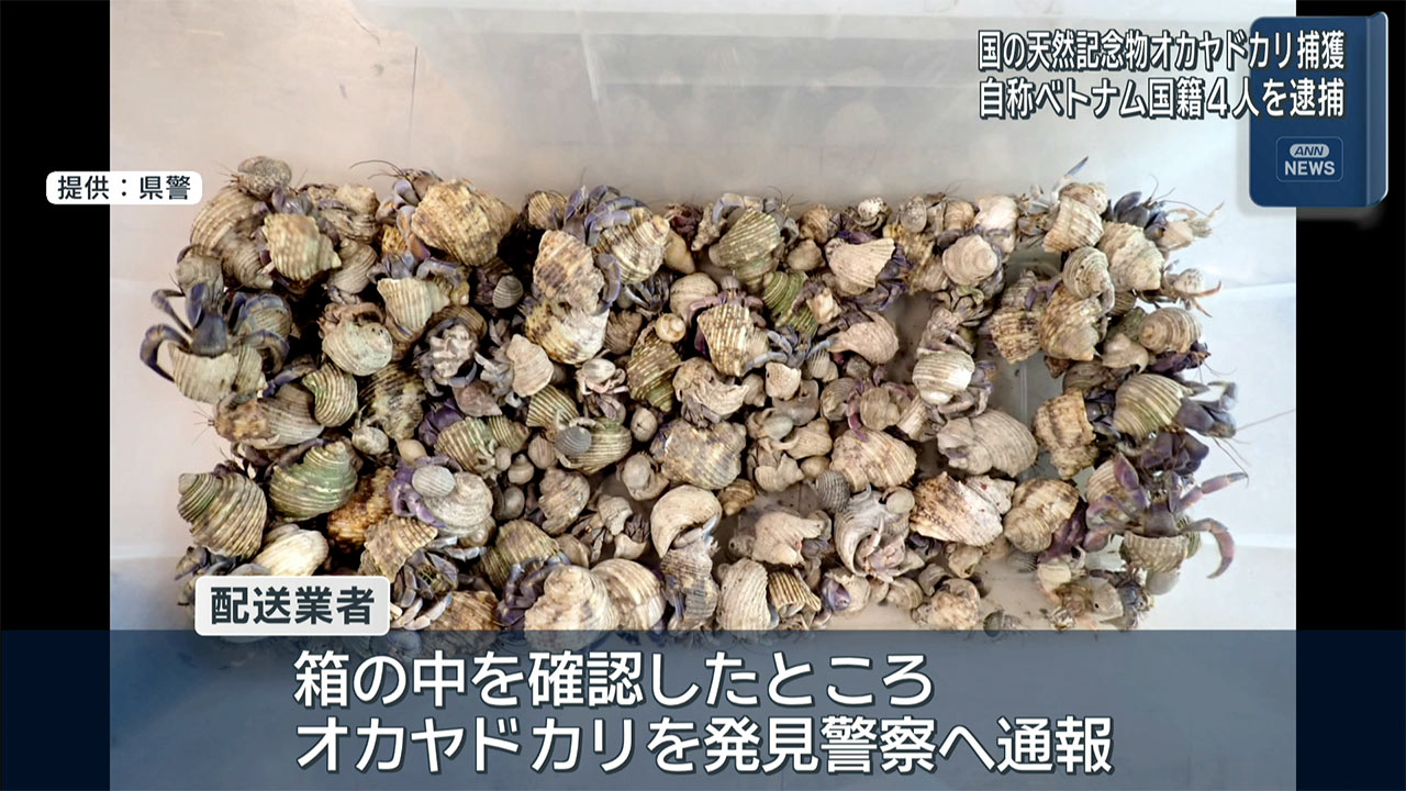 国の天然記念物オカヤドカリ計1936匹　捕獲でベトナム国籍の男女4人逮捕
