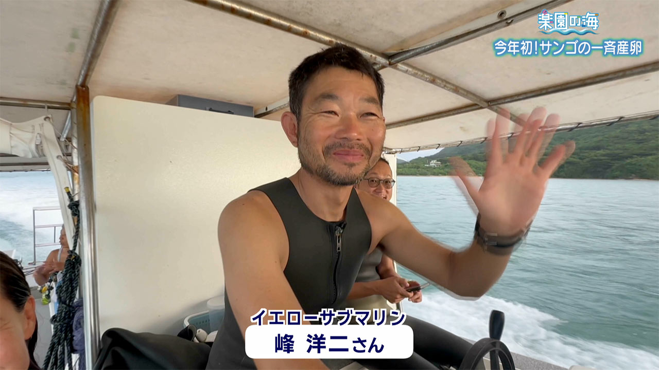 楽園の海　今年初！サンゴの一斉産卵