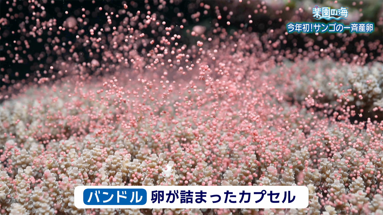 楽園の海　今年初！サンゴの一斉産卵