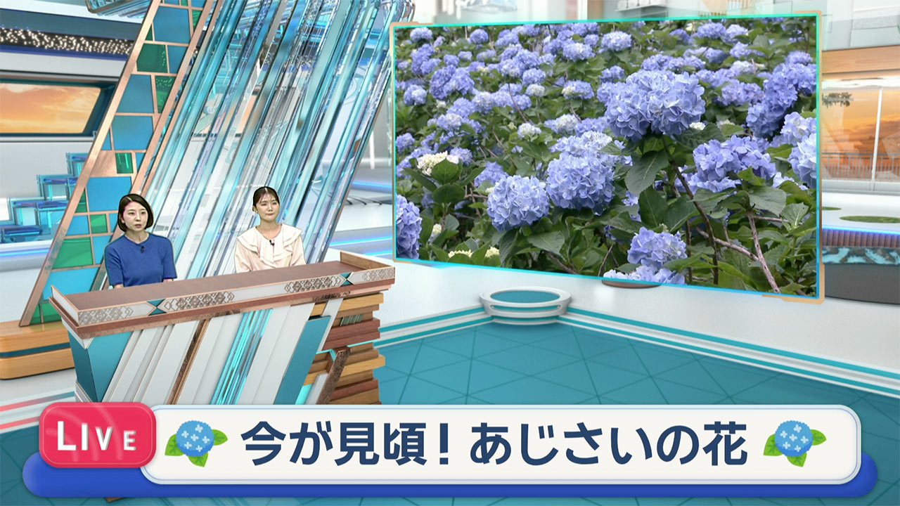 中継　よへなあじさい園