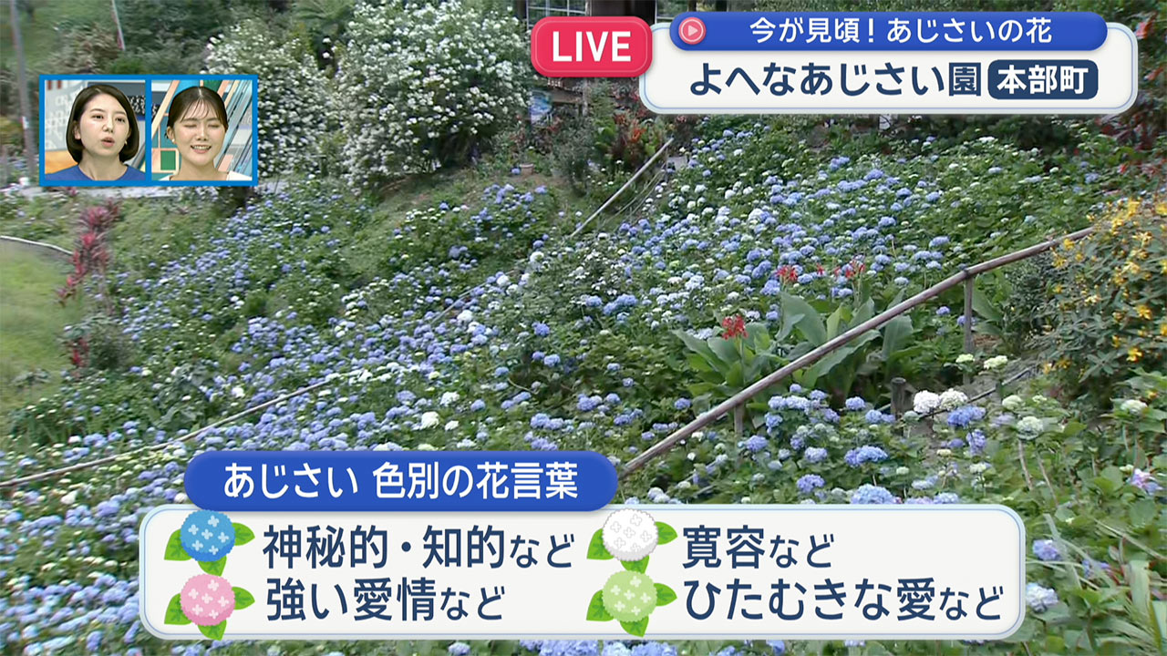 中継　よへなあじさい園
