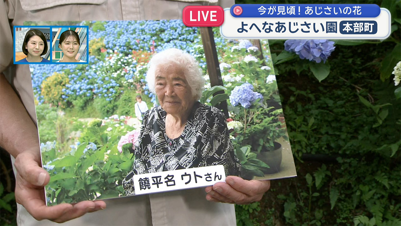 中継　よへなあじさい園